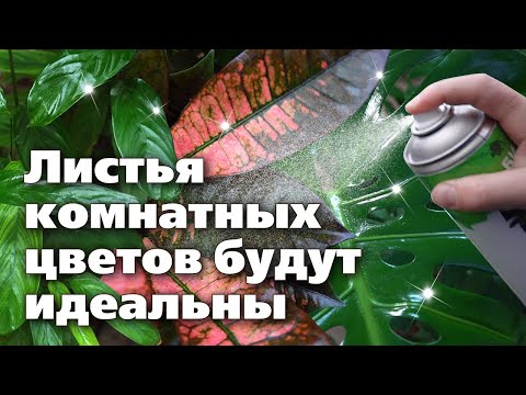Видео: Блеск для листьев комнатных цветов. Мнение биолога