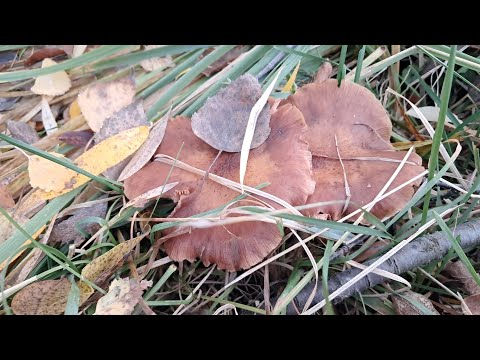 Видео: Наші будні 30 жовтня 2025