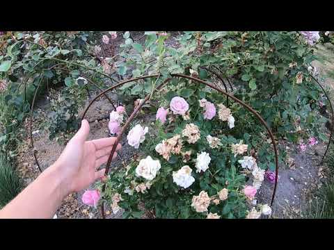 Видео: Про мои дуги для укрытий роз