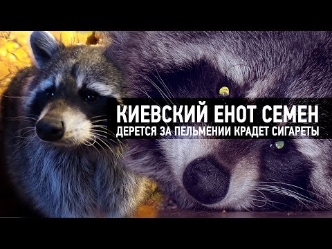 Видео: Енот дерется за пельмени и крадет сигареты