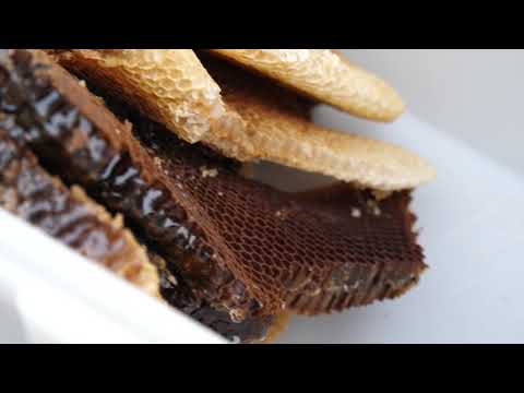 Видео: ПЧЕЛОВОДСТВО №23: История о том, как я бортевой мед собирал