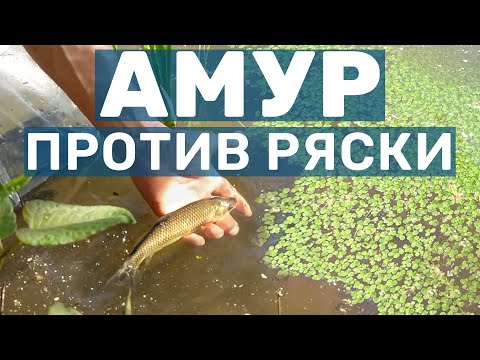 Видео: Запускаем Амура - Чистим пруд от ряски! Зарыбление мальком Белого Амура