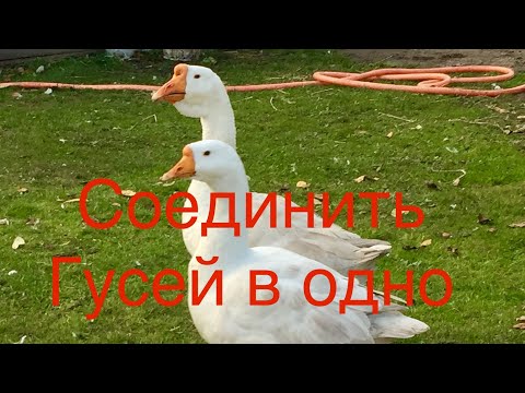 Видео: Соединить Гусей в одно стадо/Сложно или Легко