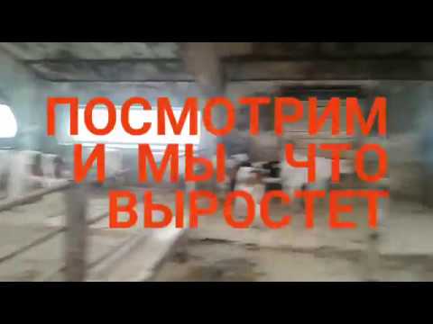 Видео: ПОКУПКА МАЛЕНЬКИХ БЫЧКОВ.КОЛХОЗНЫХ