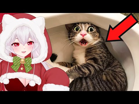 Видео: Реакция Vtuber на самые смешные видео с кошками за последнее десятилетие