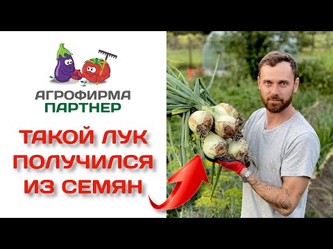 Видео: Вы не поверите! Такой лук получился из семян!