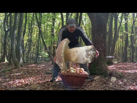 Видео: ГВеликани Гриби продовжують рости Білі Гриби 🍄‍🟫 Кращі гриби осені 2024!! Жовтень радує Грибами