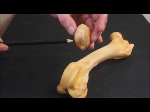 Видео: бедренная кость и коленная чашка свиньи