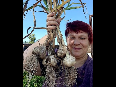 Видео: 🧄 ВСЁ ПРО УБОРКУ И ХРАНЕНИЕ ЧЕСНОКА! ЧЕСНОК СОХРАНИТСЯ ДО ВЕСНЫ, если ПРАВИЛЬНО ЕГО ВЫСУШИТЬ!