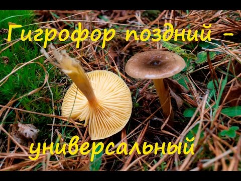 Видео: Гигрофор поздний - универсальный гриб.