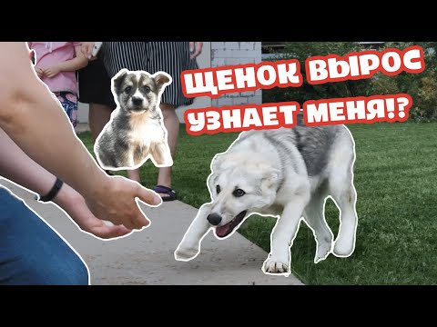 Видео: Необычная семья для щенка. Навестили моего выпускника.