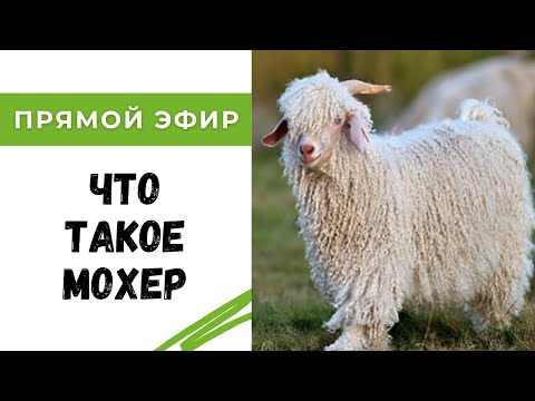 Видео: Мифы и правда о мохере