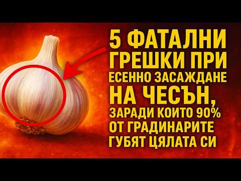 Видео: 5 фатални грешки при есенно засаждане на чесън, заради които 90% от градинарите губят цялата си рек
