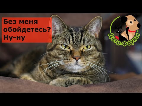 Видео: 15 причин не заводить кота. Почему (кому) не стоит заводить кошку