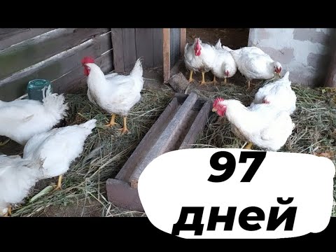 Видео: Бройлеры Кобб-500 //больше,чем 3 МЕСЯЦА //97 дней //