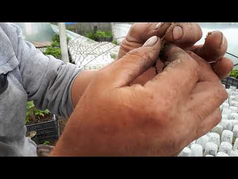 Видео: Часть 2. Как быстро размножить жимолость.