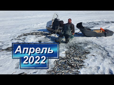 Видео: Моя лучшая и неожиданно худшая рыбалка - Николаевск-на-Амуре. Апрель 2022