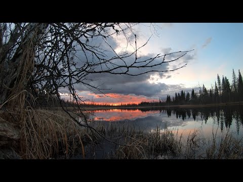 Видео: ЩУКА ИЗ ЛУЖИ НА КАЖДЫЙ ЗАБРОС! Рыбалка с ночевкой в таёжном зимовье.