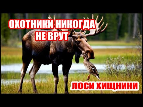 Видео: ОХОТНИКИ НИКОГДА НЕ ВРУТ! ЛОСИ ХИЩНИКИ
