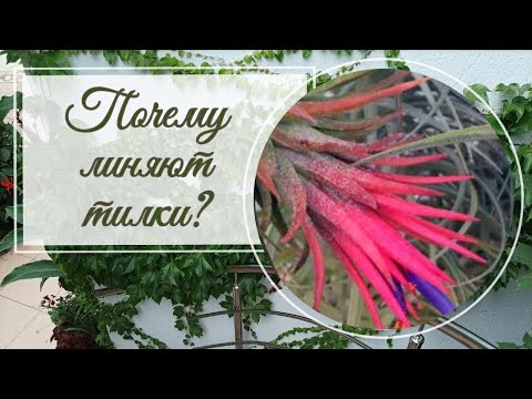 Видео: Почему тилландсия меняет цвет?
