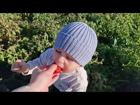 Видео: собираем помидоры,  первые заморозки