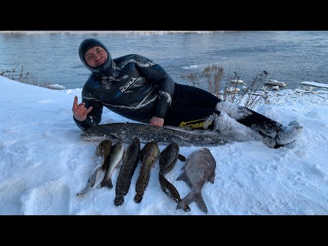 Видео: Подводная охота. Налим.