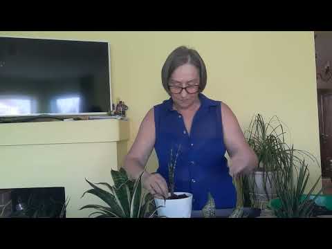 Видео: Сансевиерия- это кислород в доме.