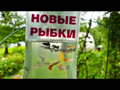 Видео: НОВЫЕ РЫБКИ В МИНИ ПРУДУ НА ДАЧЕ. Сделал защитный навес. Лето 2025