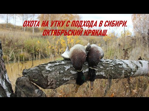 Видео: Охота на утку с подхода в Сибири.  Октябрьский крякаш.