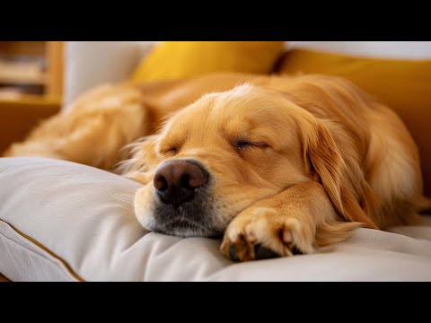 Видео: Музыка для сна и релаксации собак 🐶🎵 Успокаивающие мелодии для беспокойных собак.Успокаивающие звуки