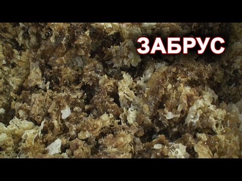 Видео: Забрус вкуснее и полезнее сотового мёда.