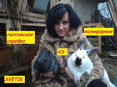 Видео: КРОЛИКИ//ПОЛТАВСКОЕ СЕРЕБРО ИЛИ КАЛИФОРНИЯ//