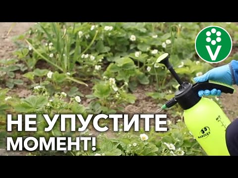 Видео: ВАША КЛУБНИКА ПРОСИТ ПОДДЕРЖКИ! Три главных элемента ухода во время цветения