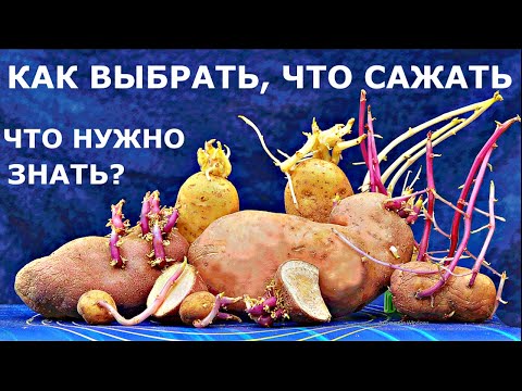 Видео: СПОСОБЫ подготовки картофеля к ПОСАДКЕ для ВЫСОКОГО УРОЖАЯ