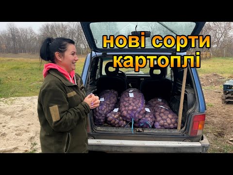 Видео: Нові сорти картоплі. Оновлення посадкового матеріалу.