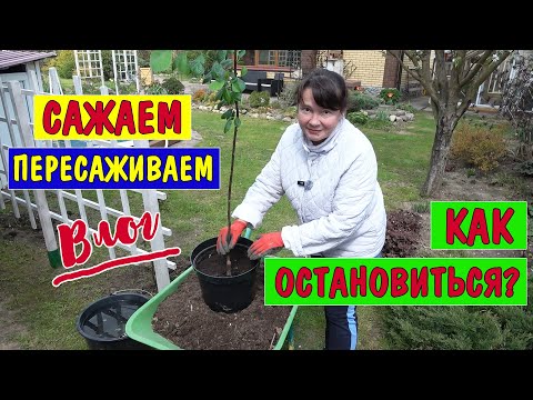 Видео: НАКУПИЛА? Теперь мучимся! Как все посадить и сохранить порядок?