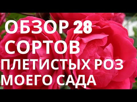 Видео: Обзор 28 сортов плетистых роз моего сада.