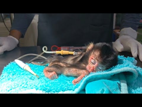 Видео: БОРЬБА ЗА ИСЦЕЛЕНИЕ НОВОРОЖДЕННОГО ДЕТЕНЫША ОБЕЗЬЯНЫ, ЧТОБЫ ОН СНОВА СТАЛ ЗДОРОВЫМ