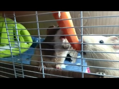 Видео: Сделали классный стеллаж для морских свинок.