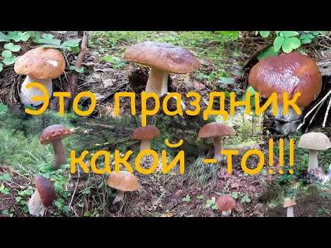 Видео: Сбор белых грибов - это просто праздник какой -то!!!