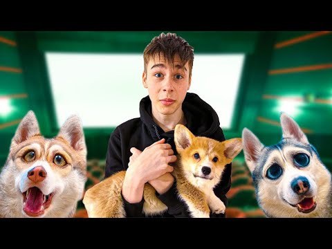 Видео: Лучшие серии с Коржиком! (Хаски Бублик) Говорящая собака