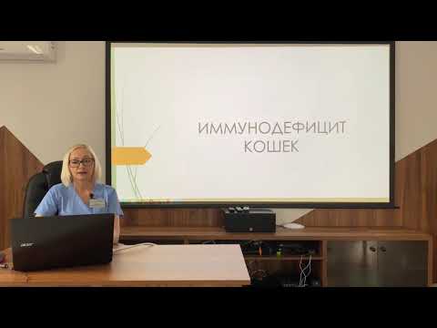 Видео: Вирус иммунодефицита кошек (ВИК)