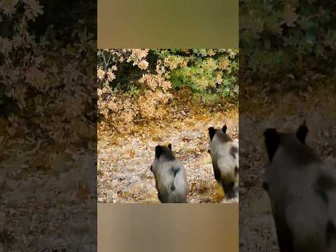 Видео: Спокойная прогулка дикого кабана, входящего в джунгли #кабан #дикаяприрода