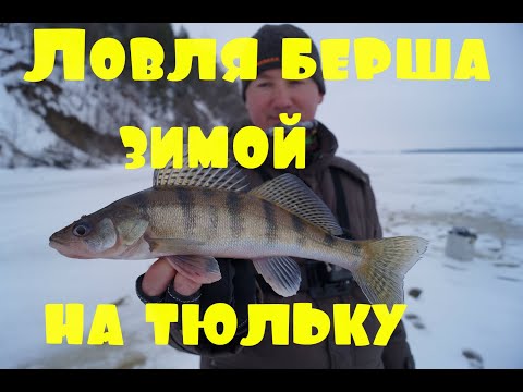 Видео: Ловля берша зимой на тюльку. Ловим берша. Как поймать берша.