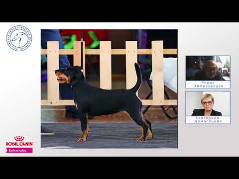 Видео: Момент истины с Ревазом Хомасуридзе: вебинар-практикум с открытыми описаниями такс и норных терьеров
