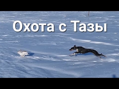 Видео: охота на зайца. охота с Тазы. тазымен аңшылық. қоянға аңшылық