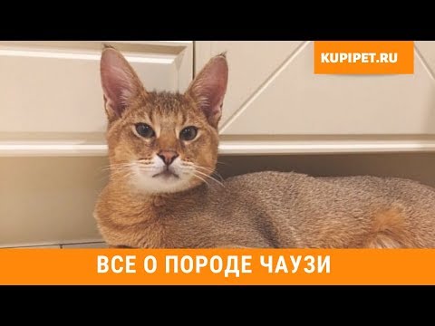 Видео: ЧАУЗИ ВСЕ О ПОРОДЕ. ИНТЕРЕСНЫЕ ФАКТЫ
