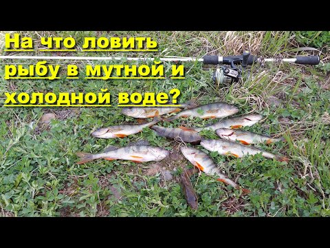 Видео: На что ловить рыбу в мутной и холодной воде