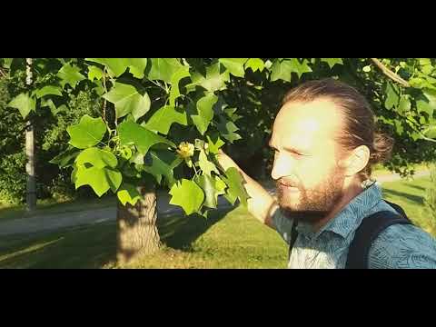 Видео: На видео тот самый он - американский лириодендрон