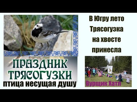 Видео: День трясогузки